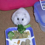 ブロッコリーを食べるましろ