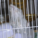 ケージカジカジ中のコー太