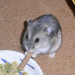 ミートジャーキーを食べるコー太