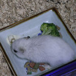 エサ皿に向かうアイ