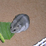 青梗菜を食べるコーキ