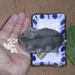 コメコメポップを食べるコーキ