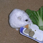 ハム用チーズを食べるましろ