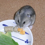 チーズを食べるコー太