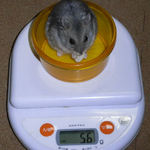 コーキは体重減少