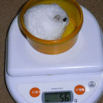 ましろは体重増加