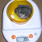 コー太は体重減少