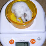 アイは先週と体重変わらず