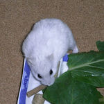 小松菜を食べるましろ