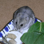 煮干を食べるコーキ