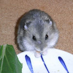 乾燥パパイヤを食べるコー太