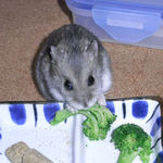 ブロッコリーを食べるコーキ