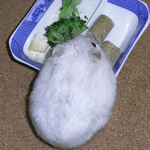 ブロッコリーを食べるましろ