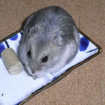 煮干を食べるコーキ