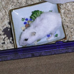 スタミノンを舐めるアイ