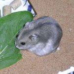 小松菜を食べるコーキ