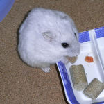 乾燥パパイヤを食べるましろ