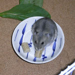 ペレット食べるコー太