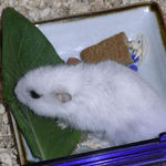 小松菜を食べるアイ