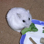 ブロッコリーを食べるましろ