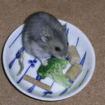 ブロッコリーを食べるコーキ