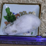 スタミノンを舐めているアイ