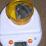 コーキは体重が増えました