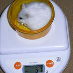 ましろも体重が増えました