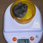 コー太は、体重が増加です