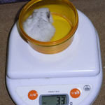 アイは体重変わらず