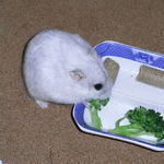 ブロッコリーを食べるましろ