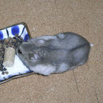 蕎麦の実を頂くコーキ