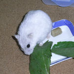 小松菜を食べるましろ