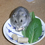 スイカ種を齧るコー太