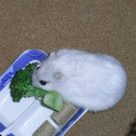 ブロッコリーを食べるましろ