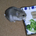 チーズを食べるコーキ