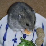 チーズを食べるコー太