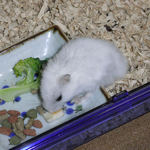 チーズを食べるアイ