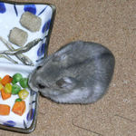 ミックスベジタブルを食べるコーキ