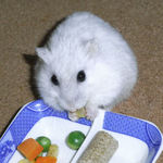 コーンを食べるましろ