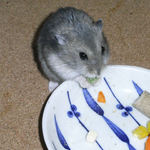 グリーンピースを食べるコー太