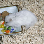 エサ皿に向かうアイ