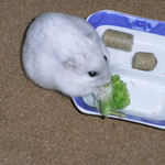 ブロッコリーを食べるましろ