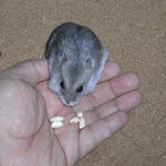 コメコメポップを食べるコーキ