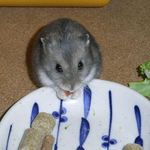 乾燥パパイヤを食べるコー太