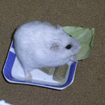 キャベツを食べるましろ