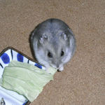 キャベツを食べるコーキ