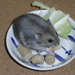 ちびっこクロワッサンを食べるコー太