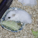 キャベツを食べるアイ