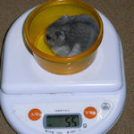 コーキは体重減少です